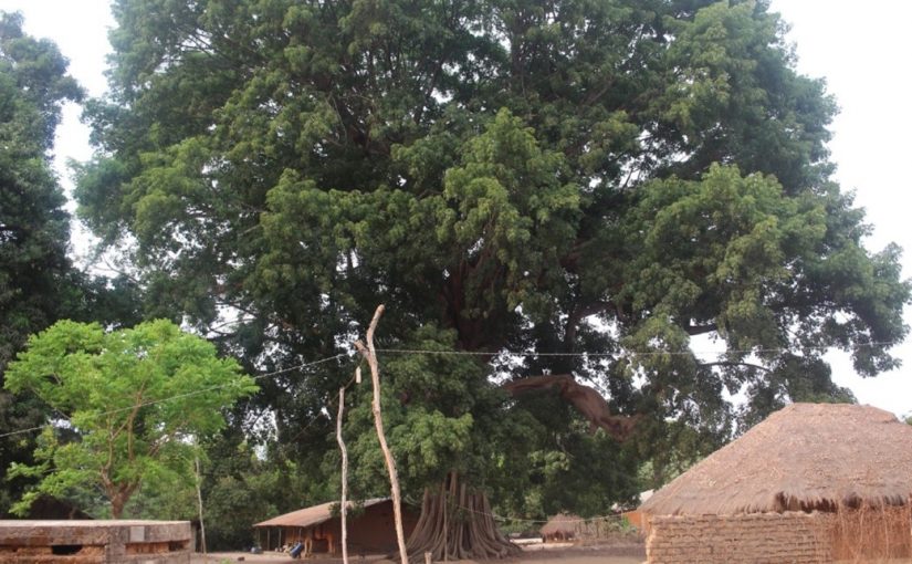 Dia Internacional da Floresta (21 de março)